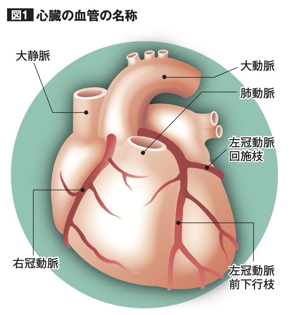 心臓の血管の名称