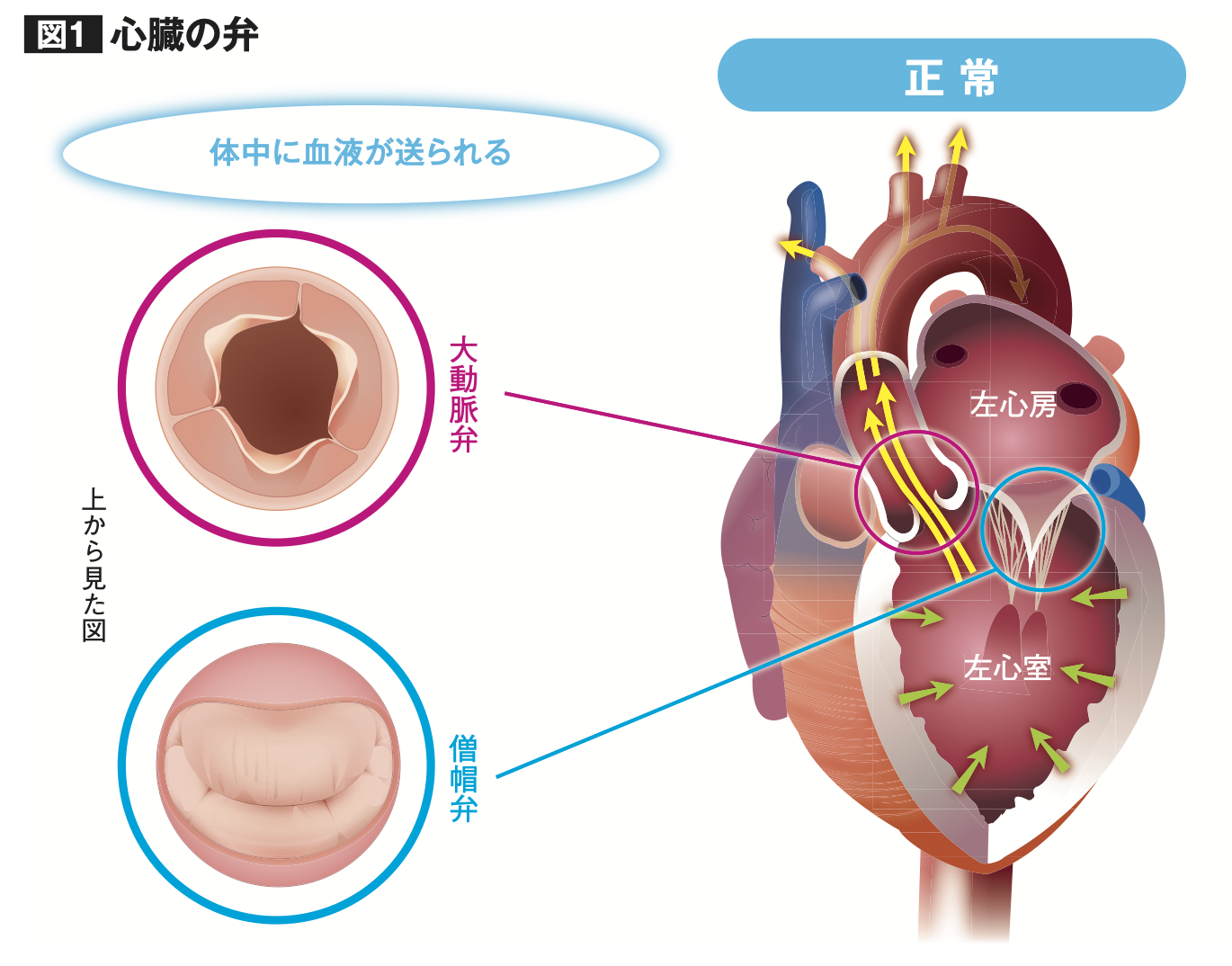 心臓の弁